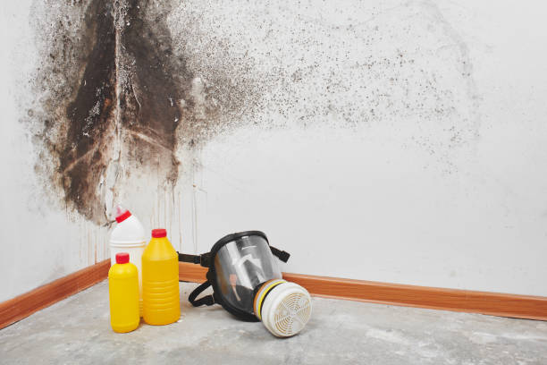Best Certified Mold Removal  in Georgiana, AL