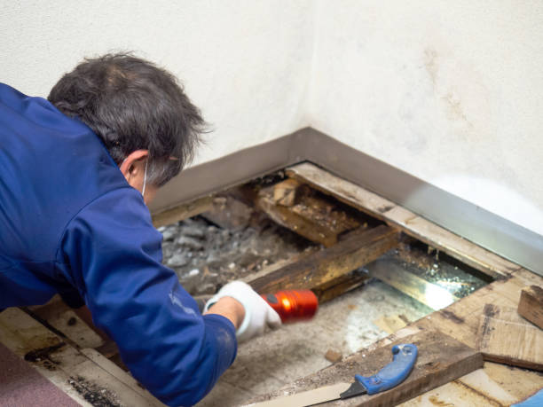 Best Mold Removal Company Near Me  in Georgiana, AL
