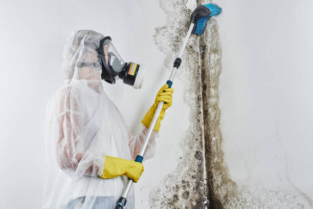 Best Mold Remediation  in Georgiana, AL