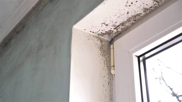 Best Black Mold Removal  in Georgiana, AL