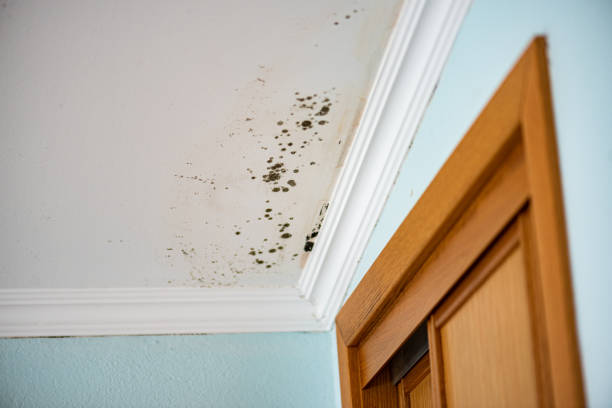 Best Mold Testing  in Georgiana, AL