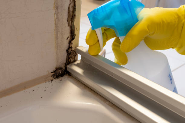 Best Best Mold Removal Companies  in Georgiana, AL