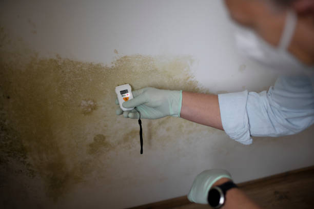 Best Mold Removal Process  in Georgiana, AL