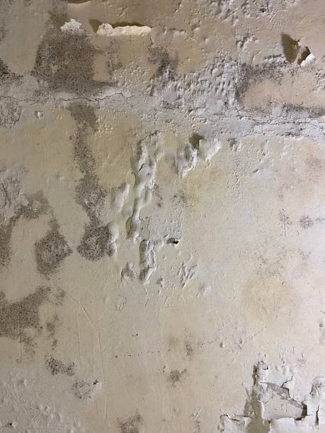 Georgiana, AL Mold Removal Company